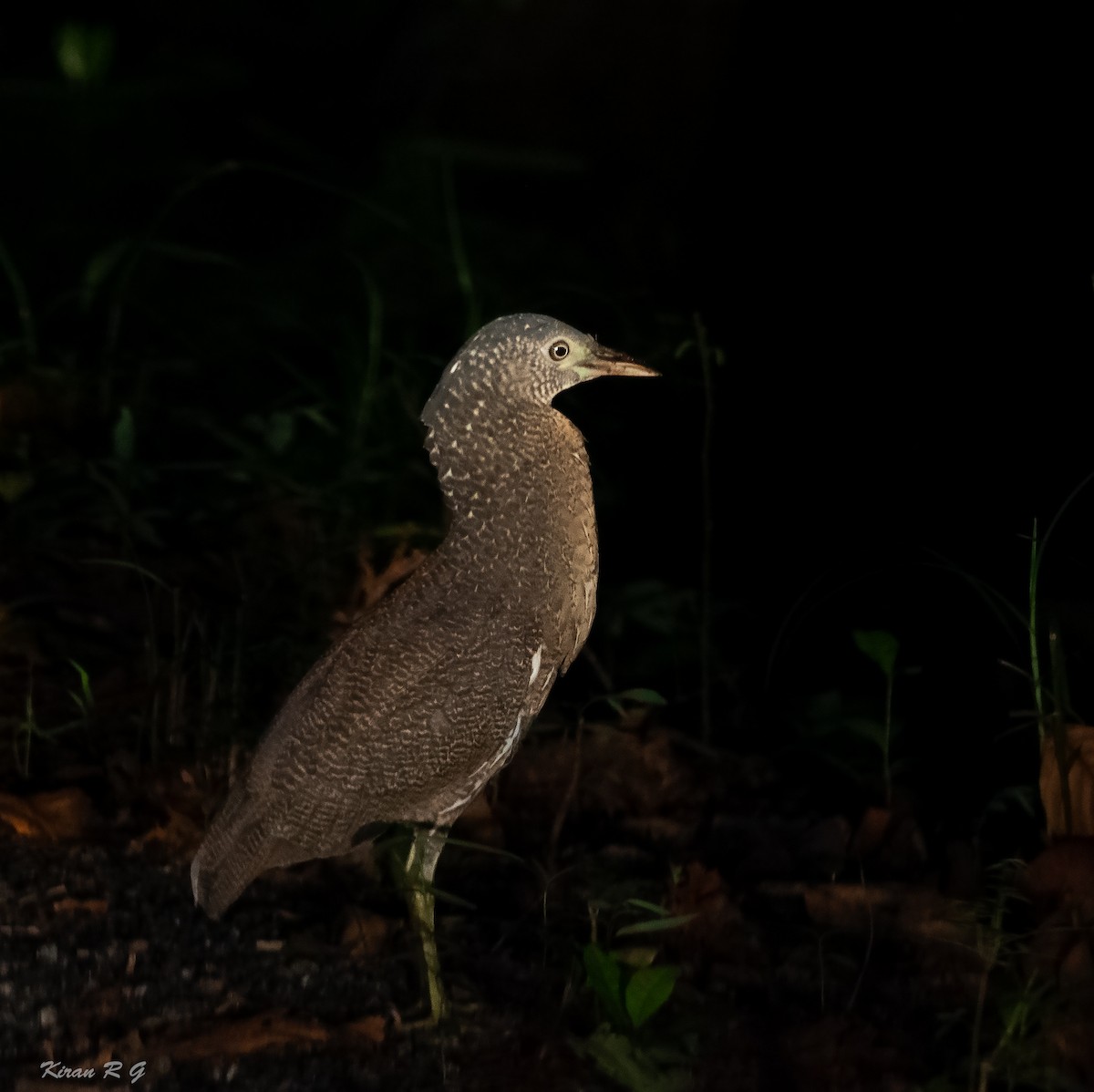 Malayan Night Heron - Kiran RG