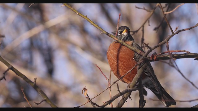 American Robin - ML283000751