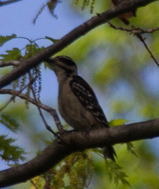 Hairy Woodpecker - ML283003251