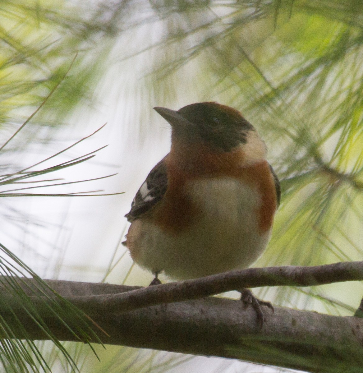 Bay-breasted Warbler - ML283003771