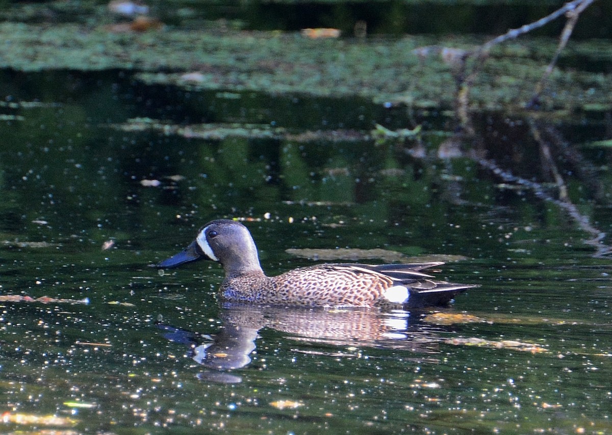 Blue-winged Teal - ML28300381