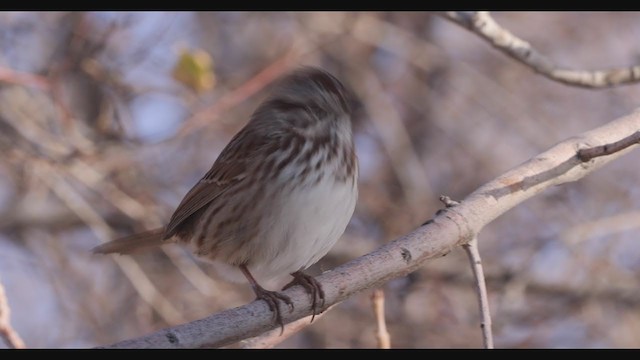Song Sparrow (montana/merrilli) - ML283004431