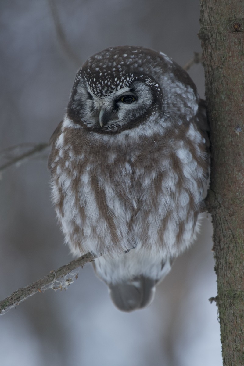 Boreal Owl - ML283005321