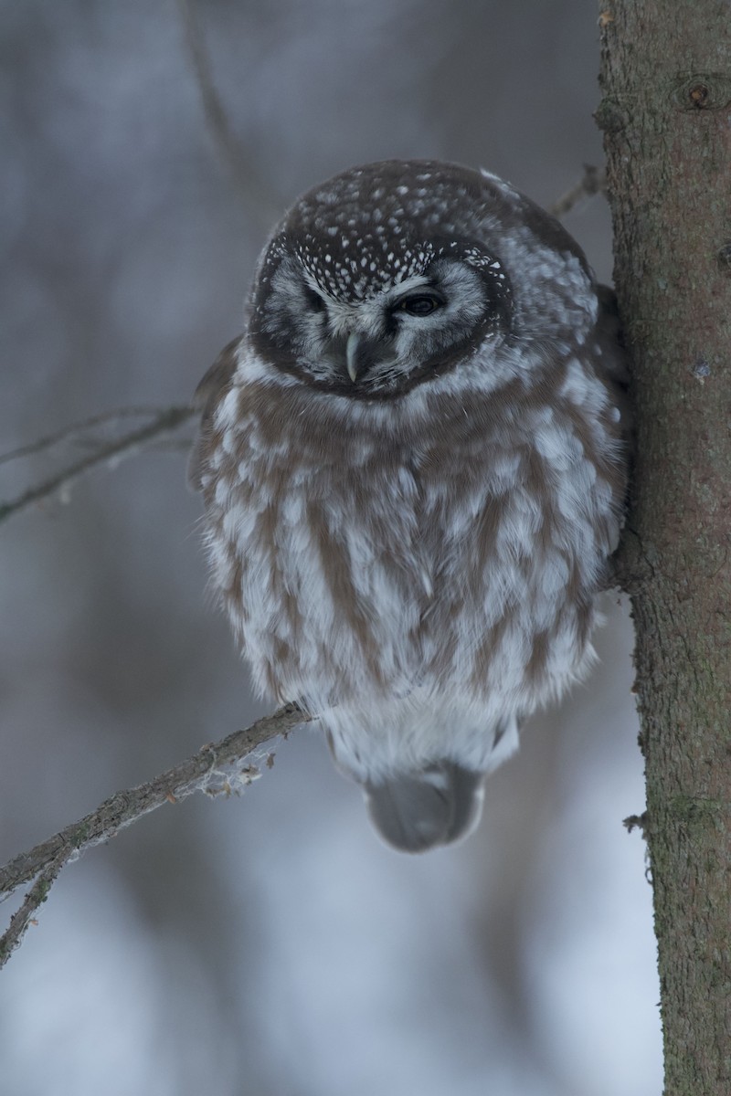 Boreal Owl - ML283005371