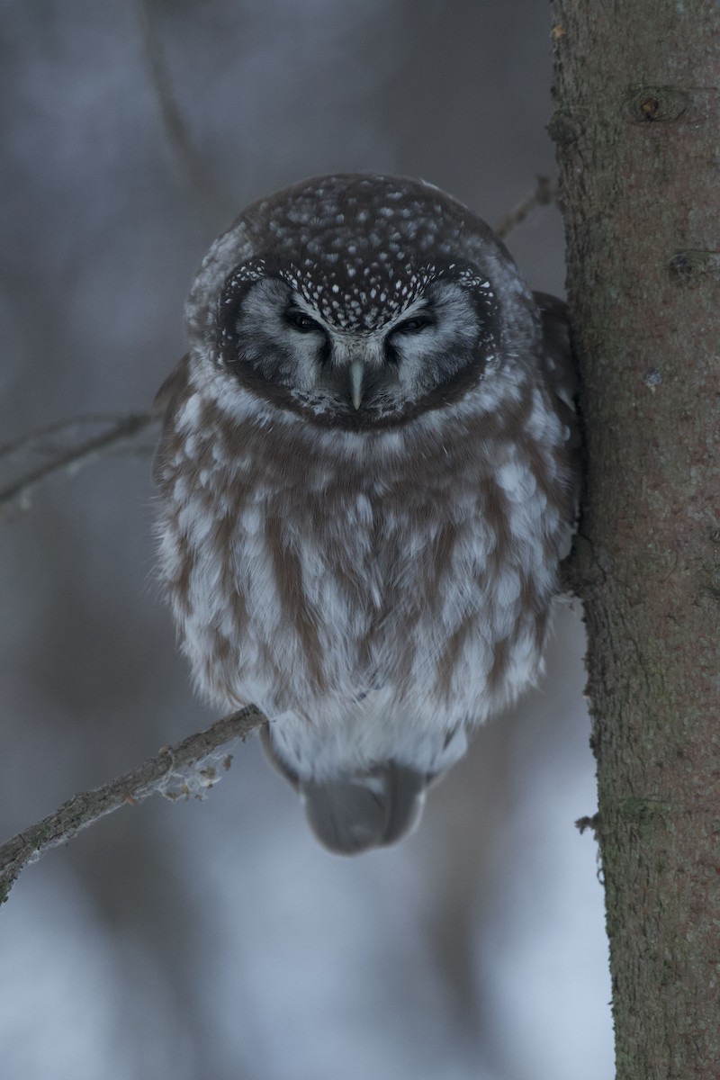 Boreal Owl - ML283005401