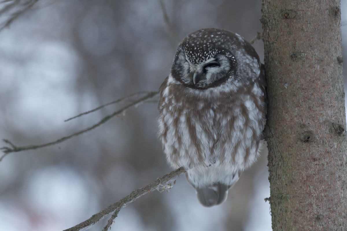 Boreal Owl - ML283005421