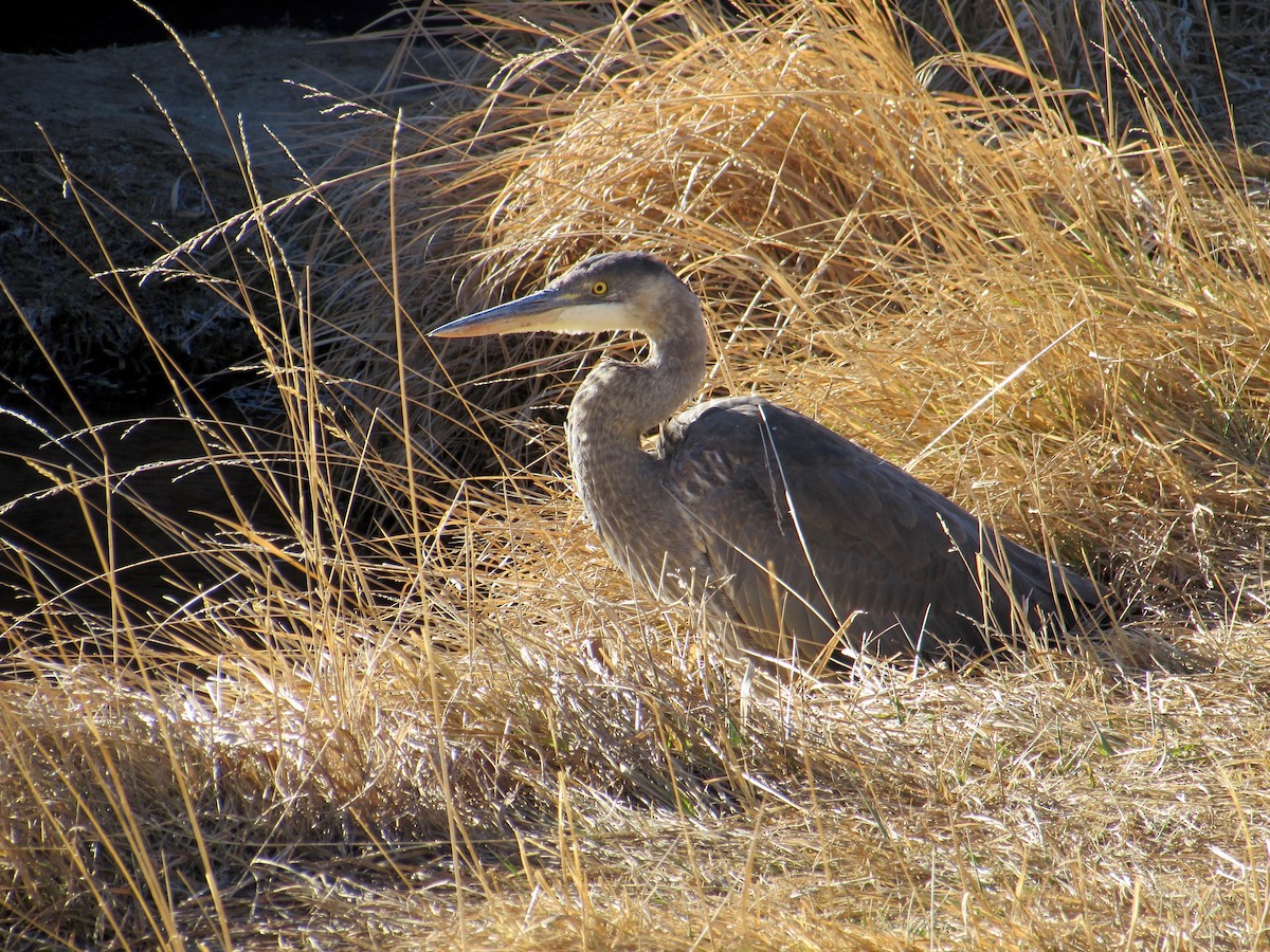 Great Blue Heron - Al Zerbe