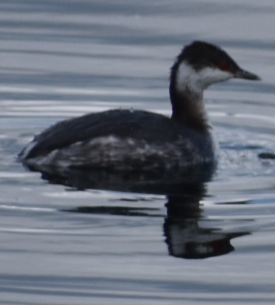 Horned Grebe - ML283006011