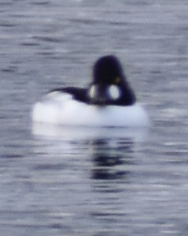 Common Goldeneye - ML283006371