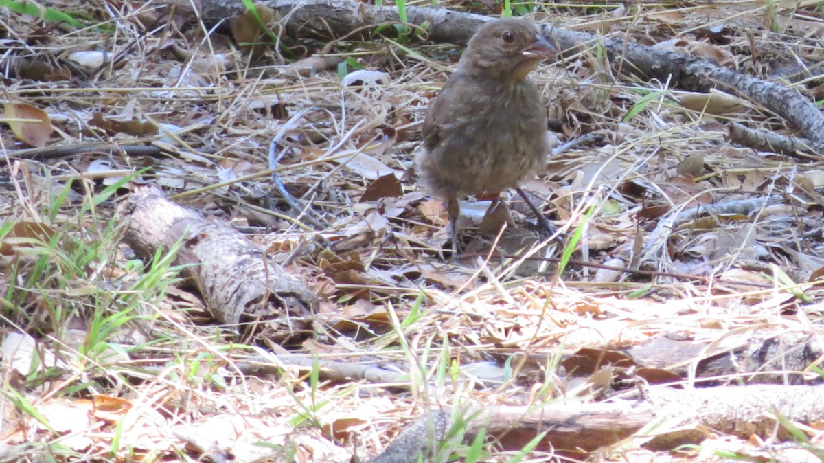 California Towhee - ML283007061