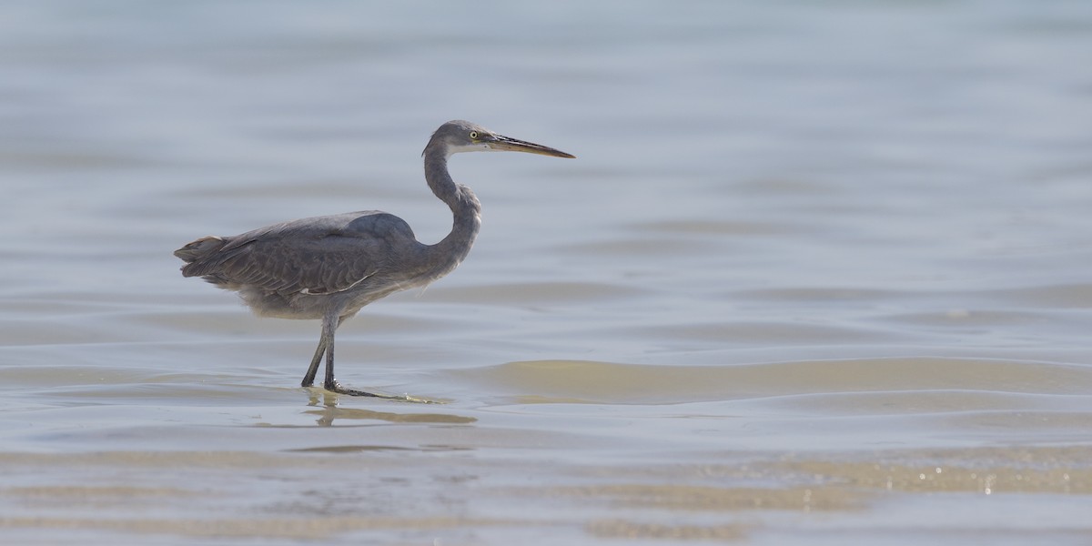 Western Reef-Heron - benny cottele