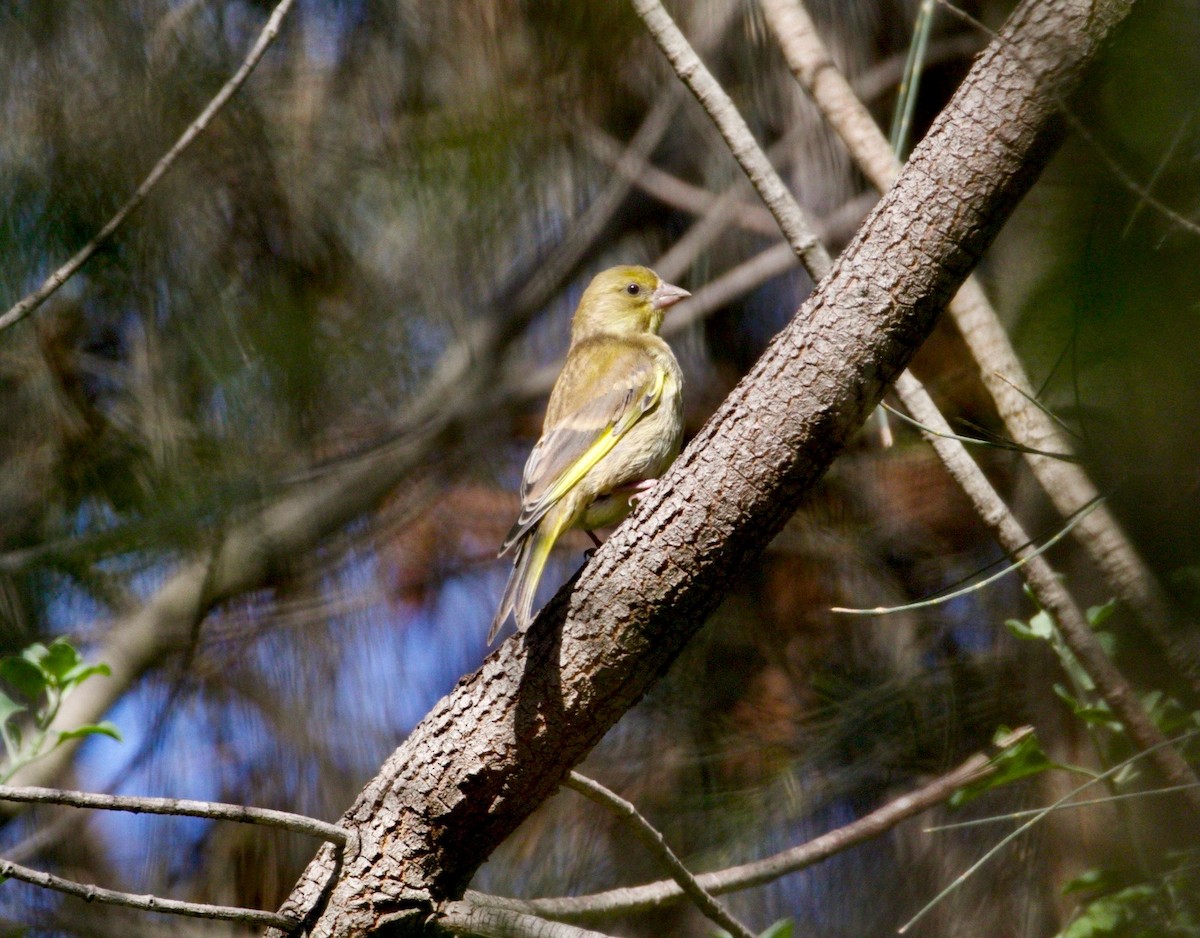 European Greenfinch - ML283008421