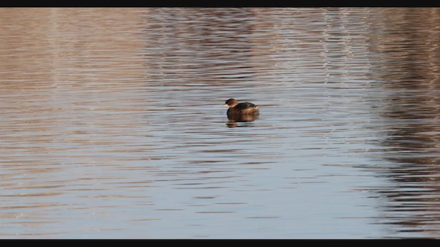 Pied-billed Grebe - ML283008821