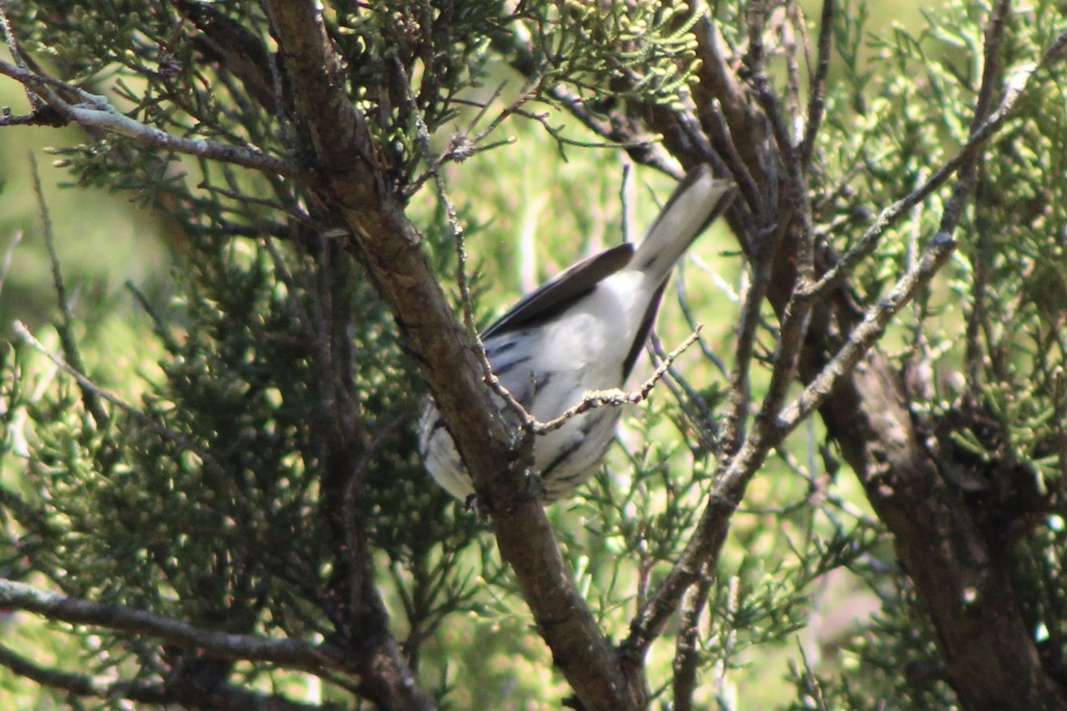 Black-throated Gray Warbler - Ty Smith