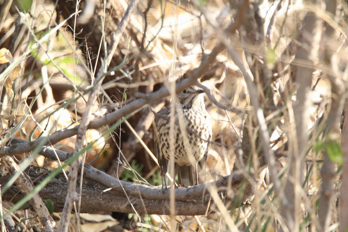 Sage Thrasher - ML283011291