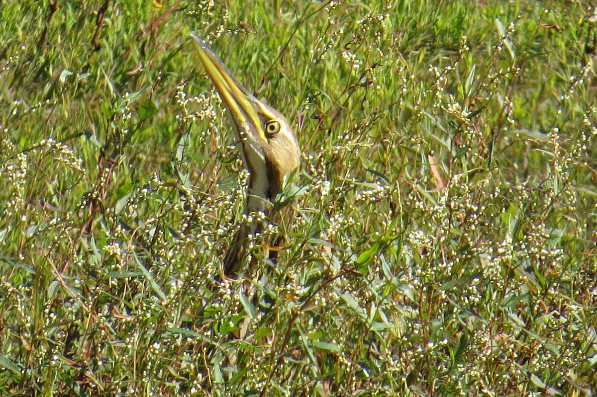 American Bittern - ML283011971