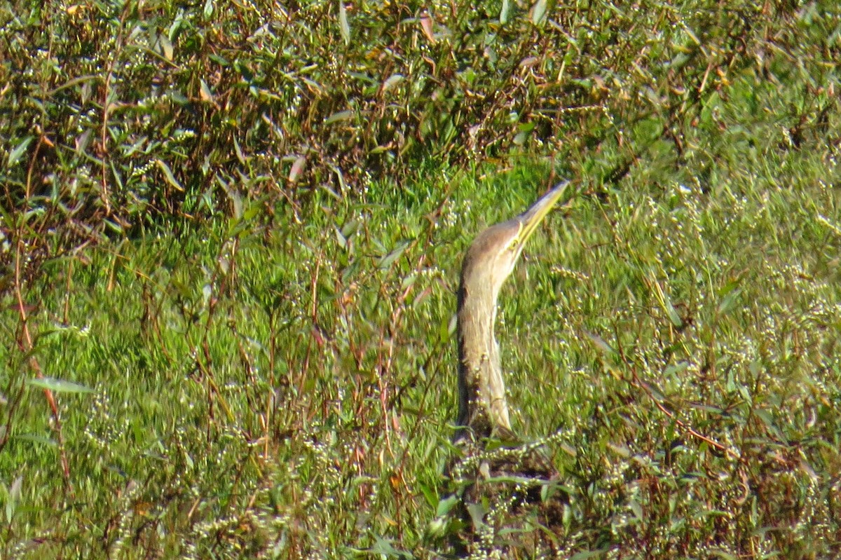 American Bittern - ML283011981