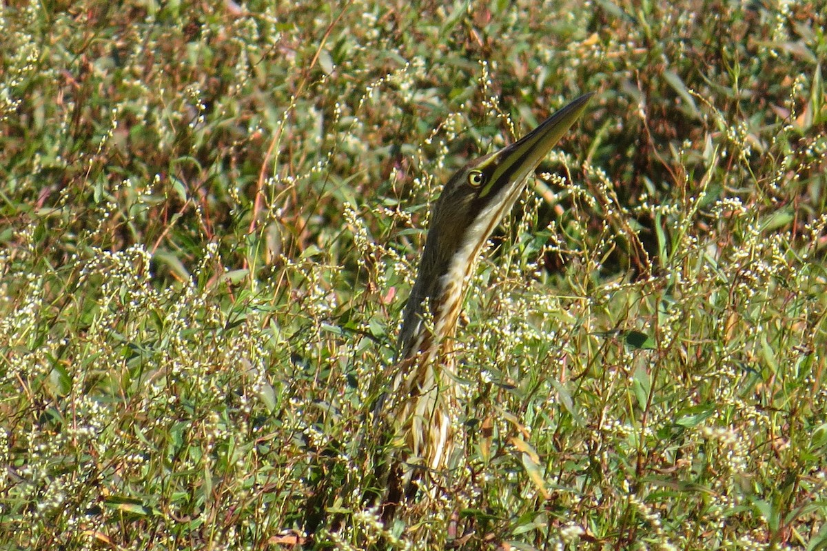 American Bittern - ML283011991