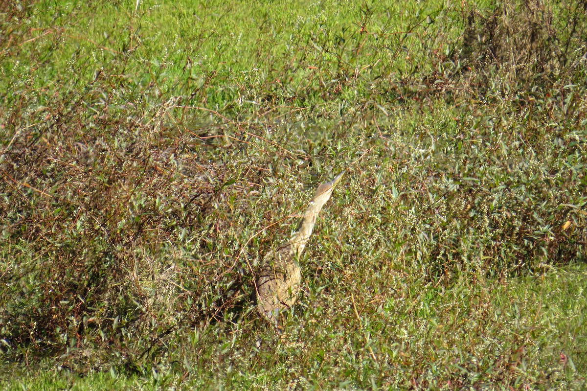 American Bittern - ML283012001