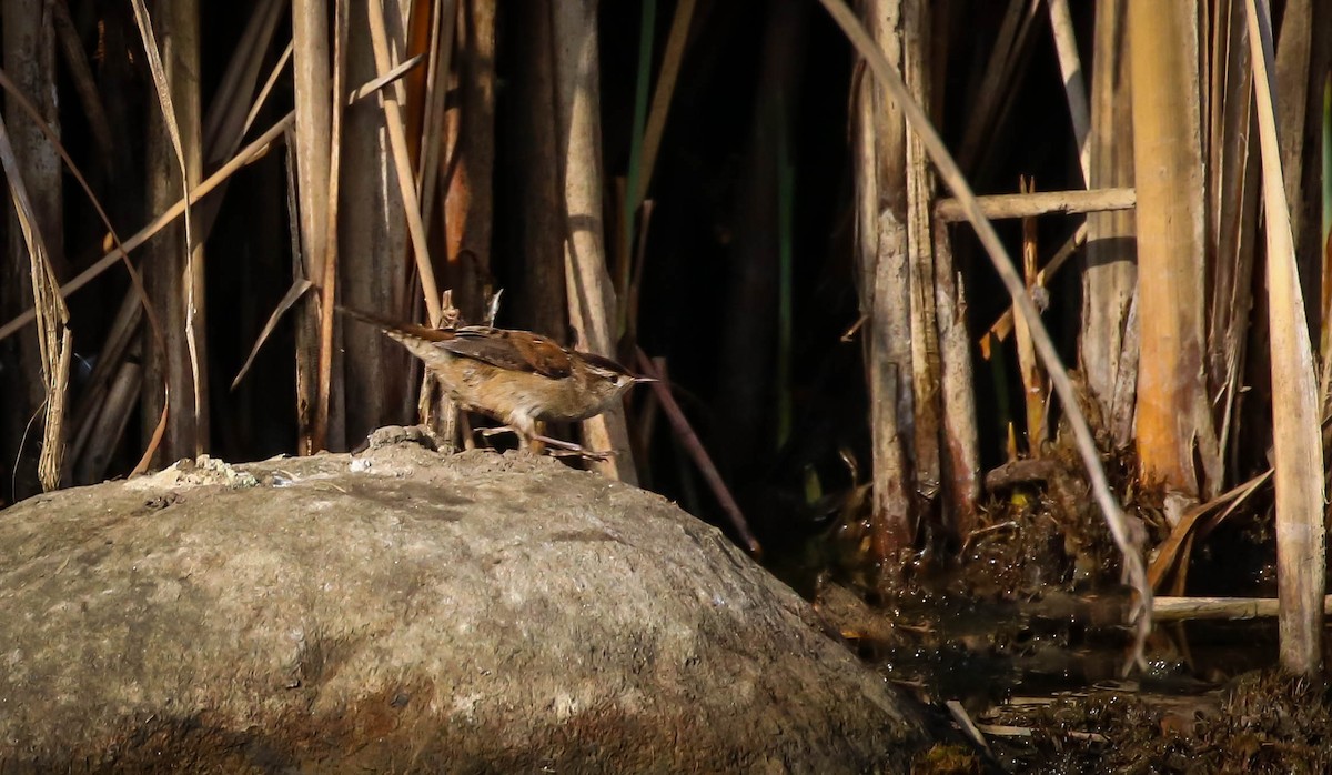 Marsh Wren - ML283012471