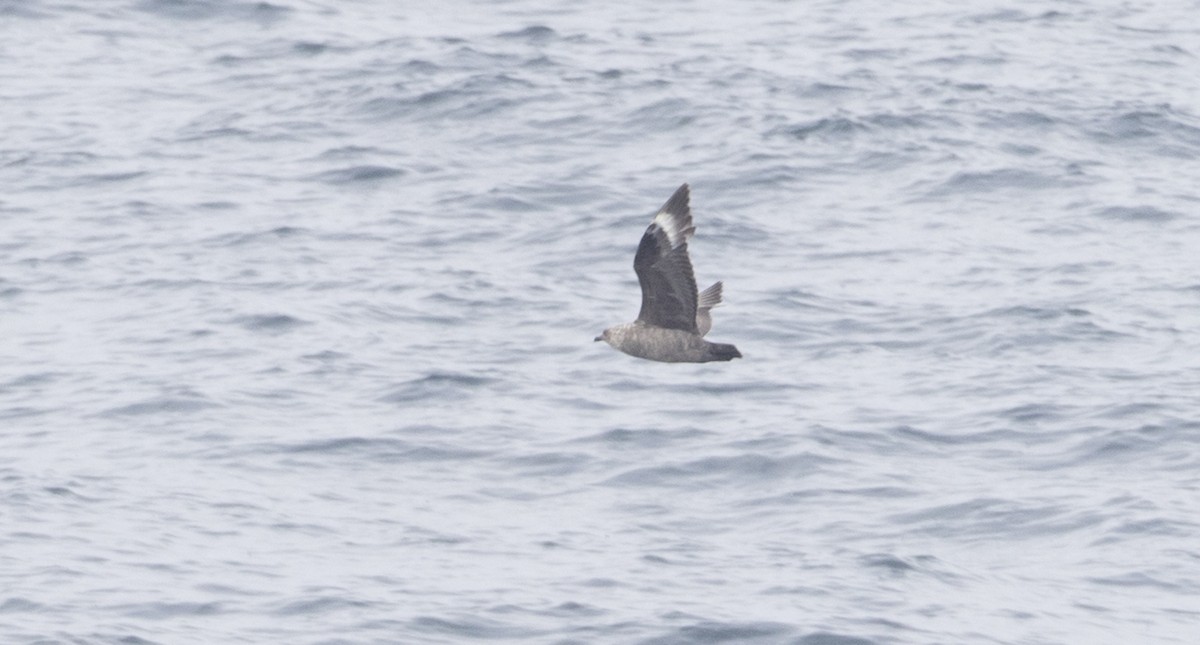 South Polar Skua - ML28301251