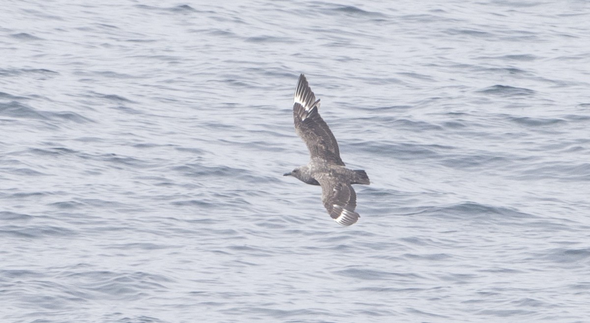 Págalo Polar - ML28301261