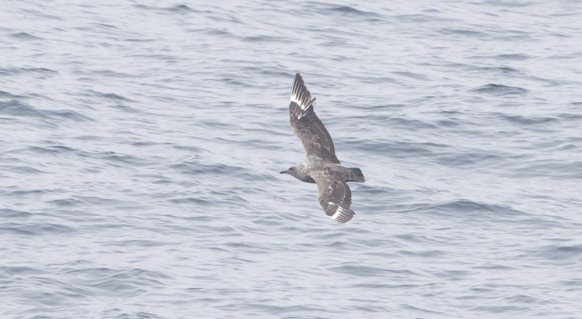 South Polar Skua - ML28301261