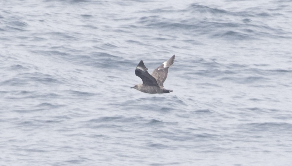 South Polar Skua - ML28301271