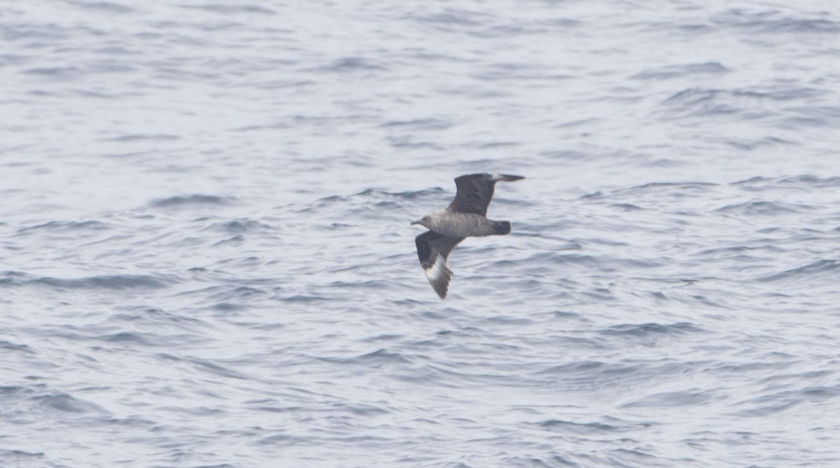 South Polar Skua - ML28301281