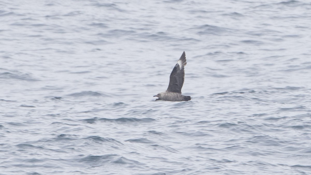 South Polar Skua - Brian Sullivan