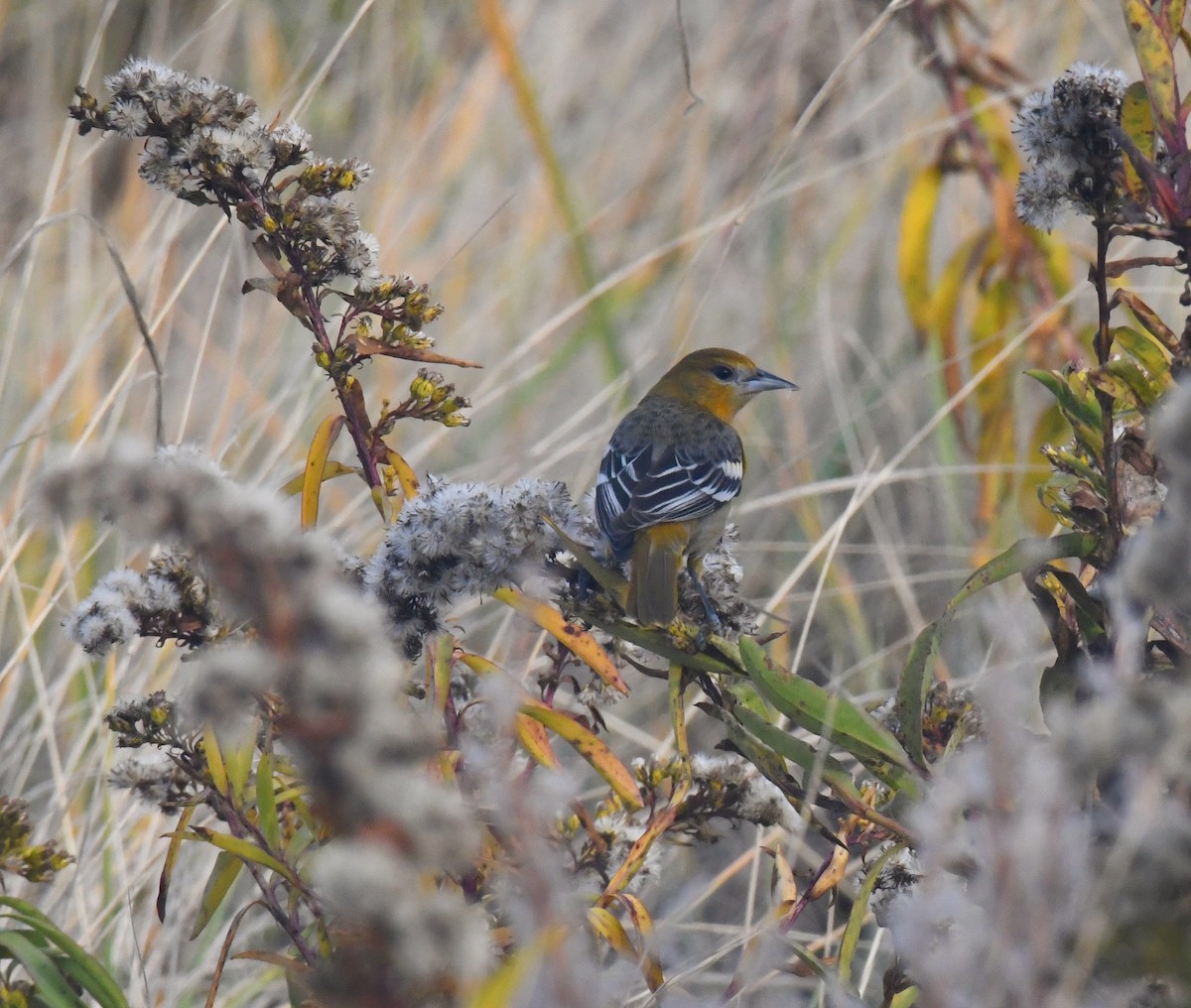 Baltimore Oriole - ML283013081