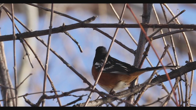 Spotted Towhee - ML283013131