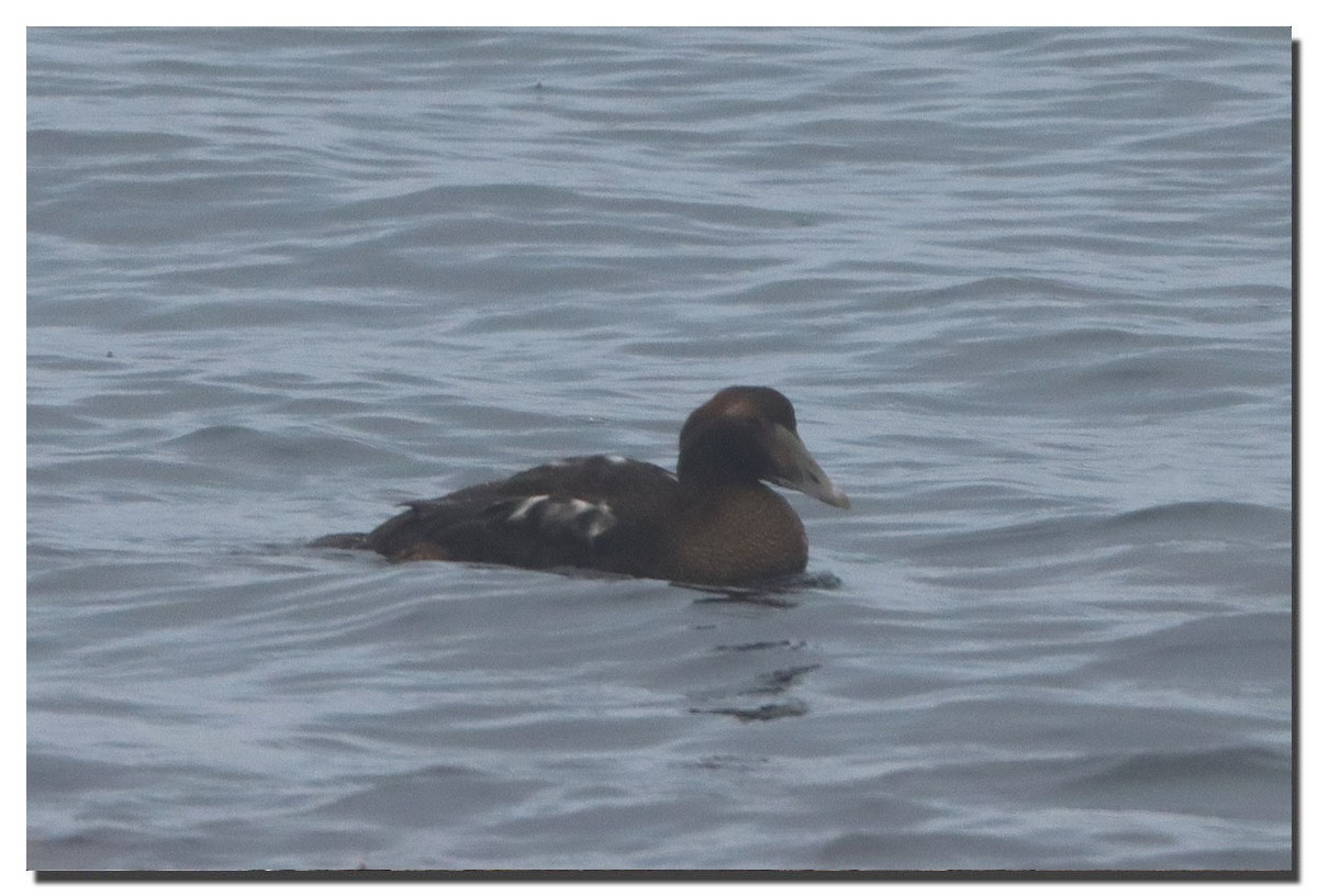 Common Eider - ML283014261