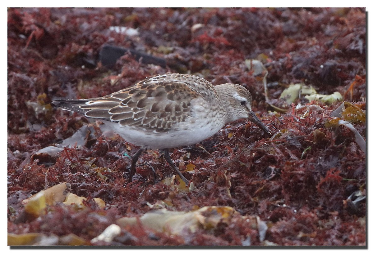 Weißbürzel-Strandläufer - ML283014281