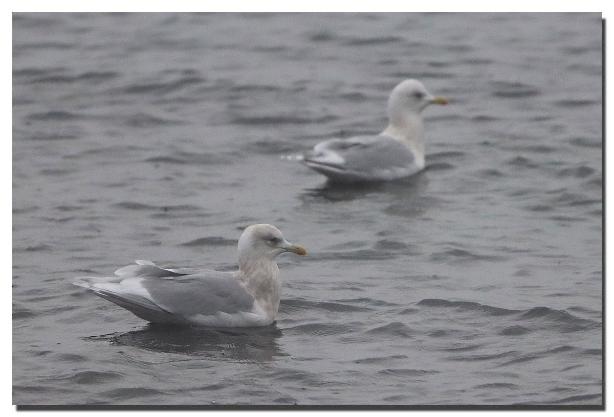 Iceland Gull - ML283014401