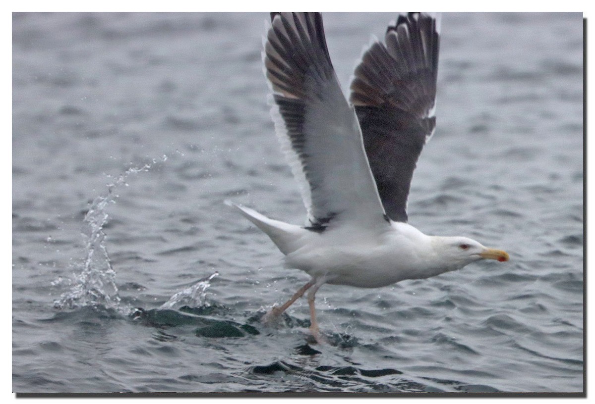 Great Black-backed Gull - ML283014471