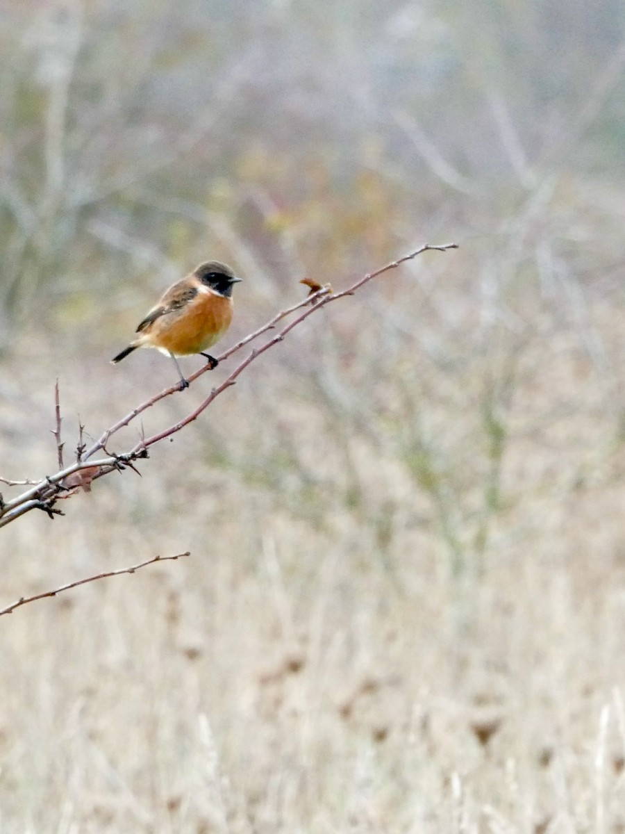 European Stonechat - ML283014941