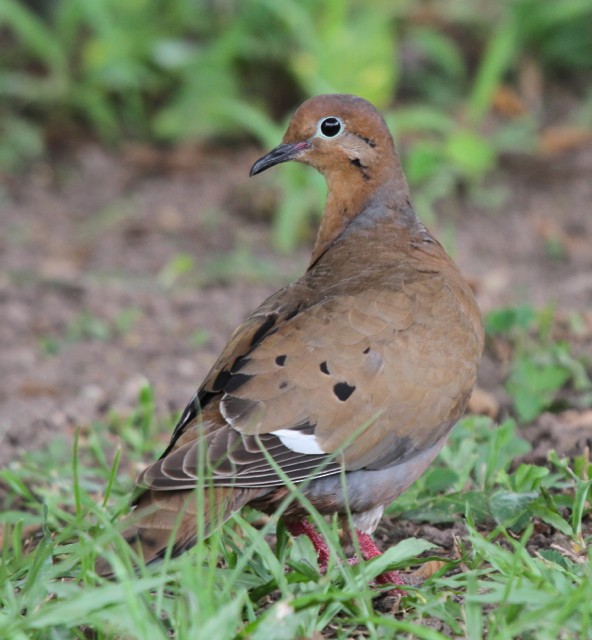 Zenaida Dove - Frank Mantlik