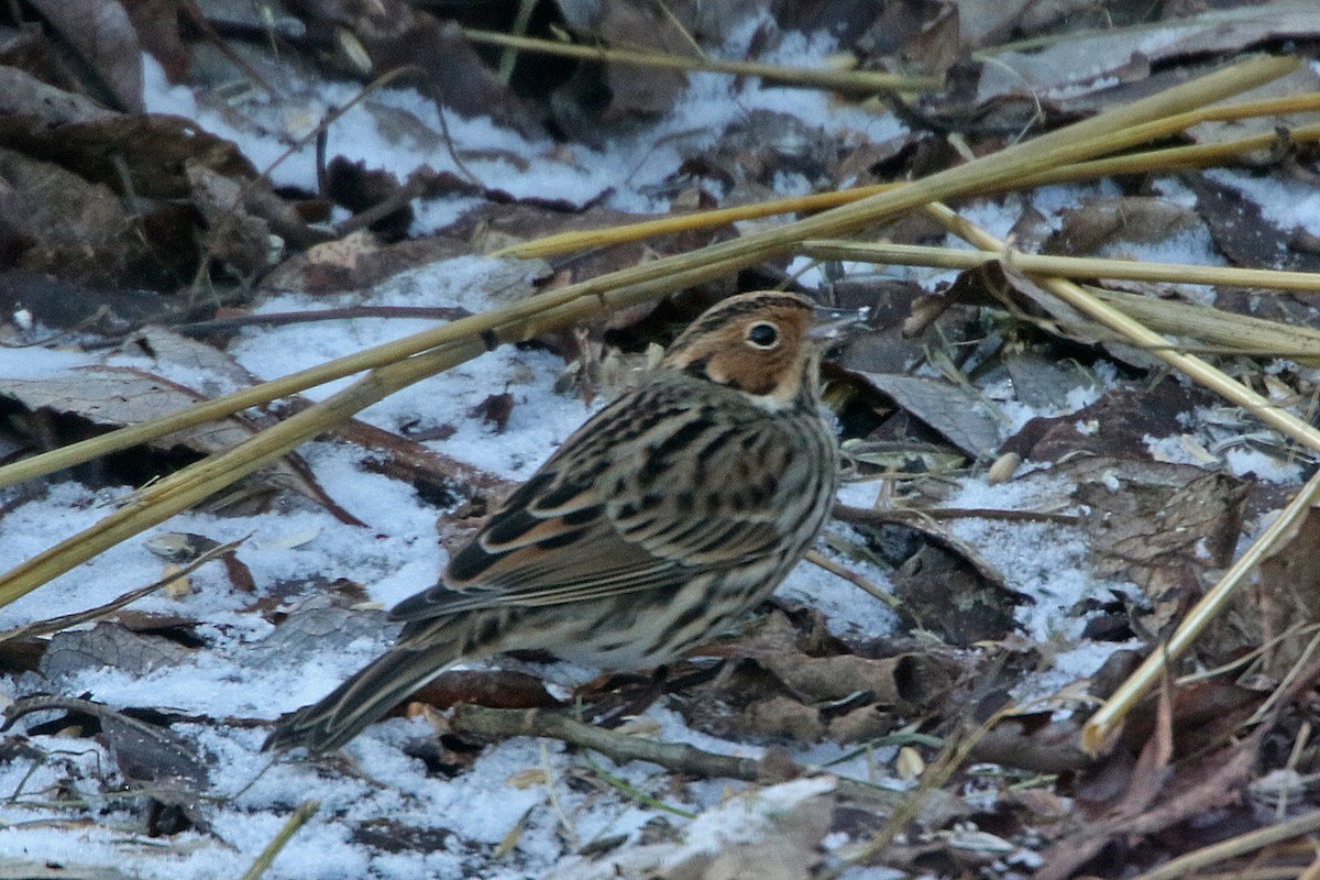 strnad malinký - ML283015901