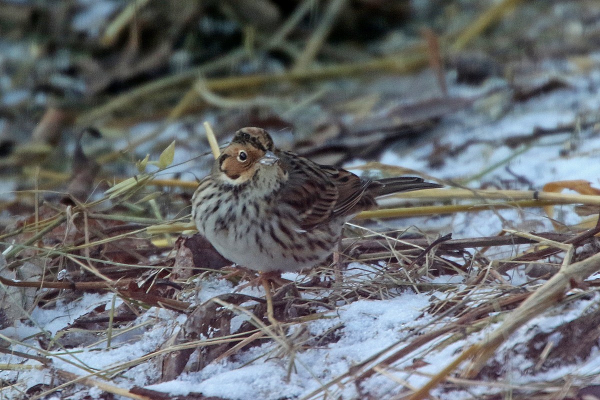 Little Bunting - ML283015921