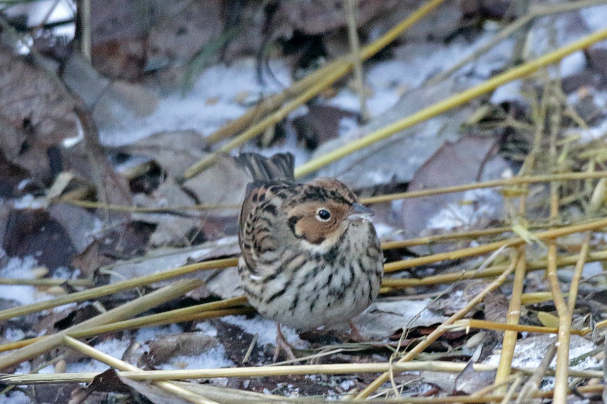 Little Bunting - ML283015931