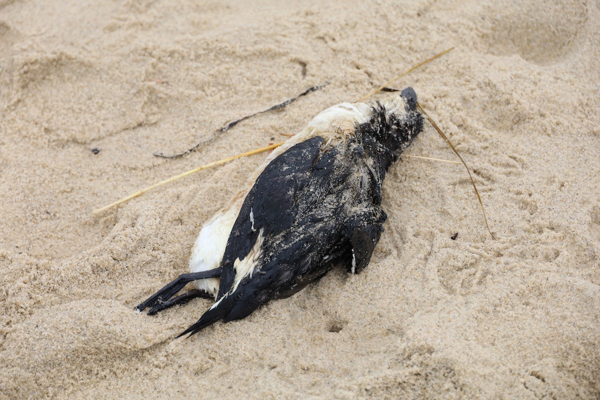 Razorbill - ML283016531