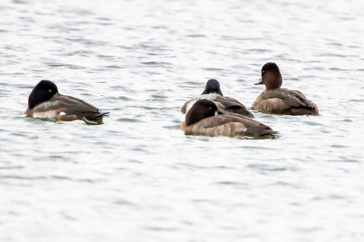 Greater Scaup - Sandy & Bob Sipe