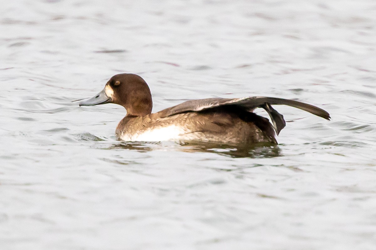 Greater Scaup - Sandy & Bob Sipe