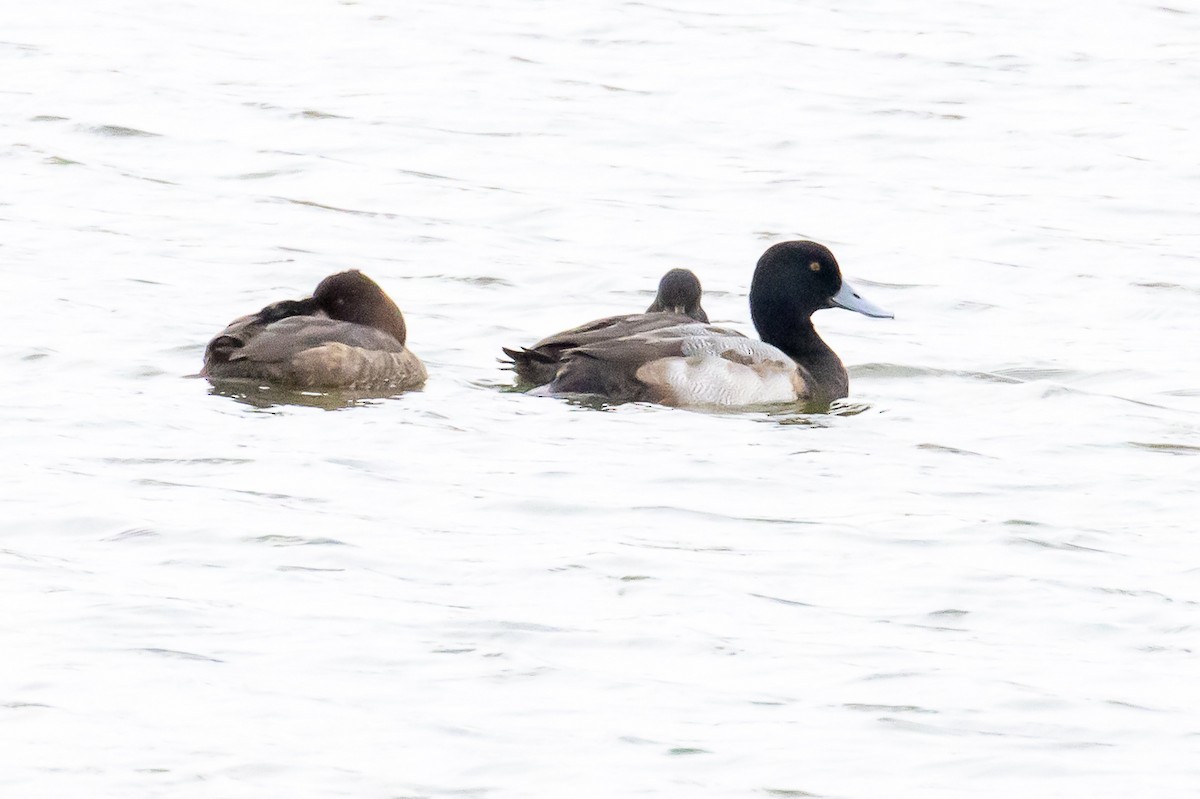 Greater Scaup - Sandy & Bob Sipe