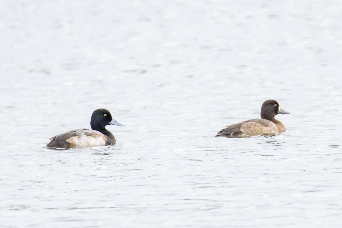 Greater Scaup - Sandy & Bob Sipe