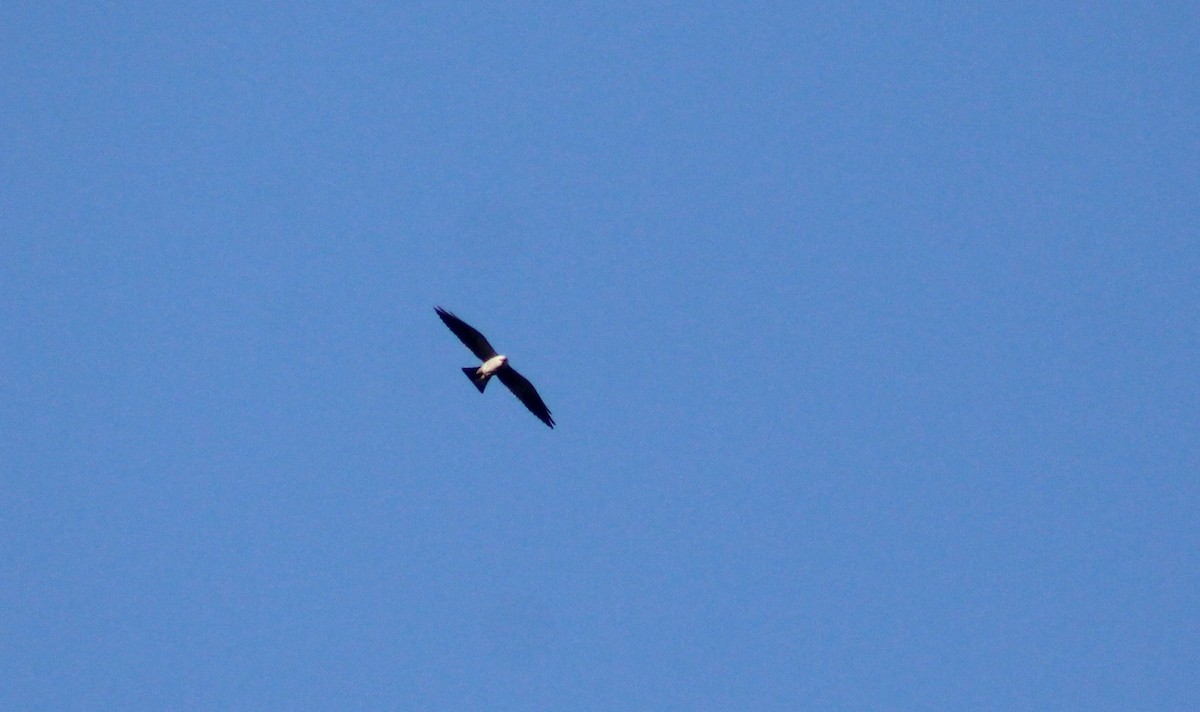 Mississippi Kite - ML28301881