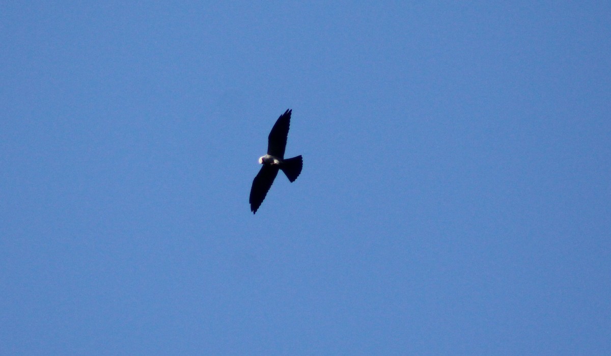 Mississippi Kite - ML28301891