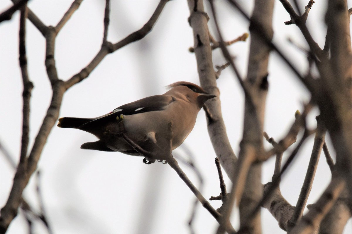 Bohemian Waxwing - ML283019151