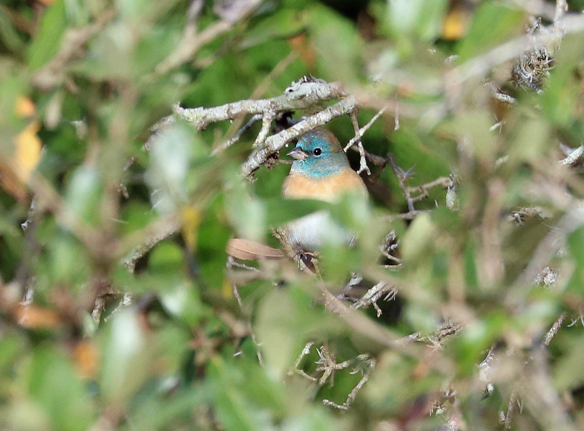 Lazuli Bunting - ML283020071